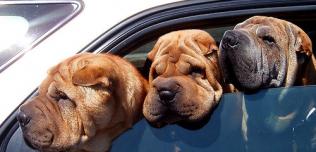 psy w samochodzie