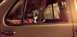 THE SILENCE OF DOGS IN CARS
