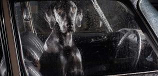 THE SILENCE OF DOGS IN CARS