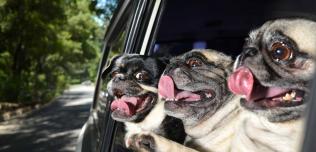 Psy w autach