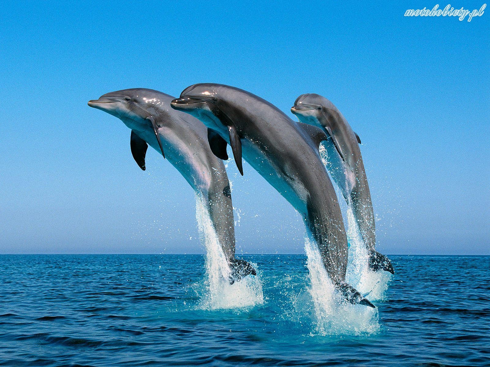 delfiny_8.jpg